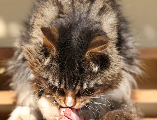 Cat Diet - Feeding Naturally