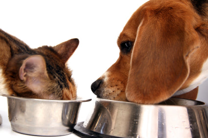 How To Administer Herbal Remedies To Your Dog Or Cat