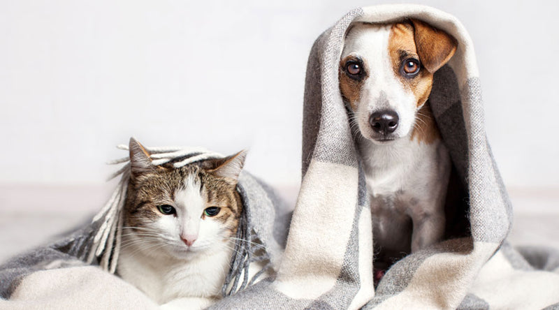Keeping Your Pet’s Fur Clean and Fresh in Colder Weather