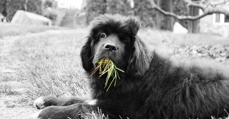 Why Dogs Eat Grass and Other Animals Who Use Herbal Medicine