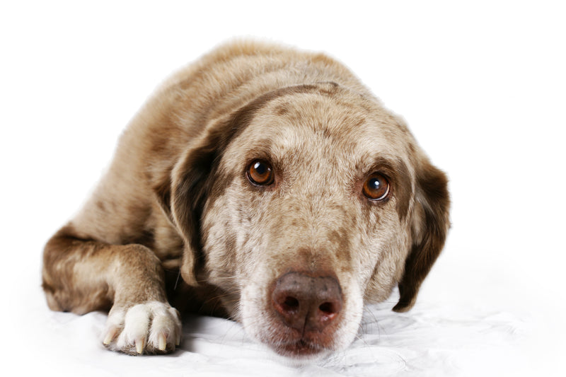 How Healthy is Your Pet's Liver?
