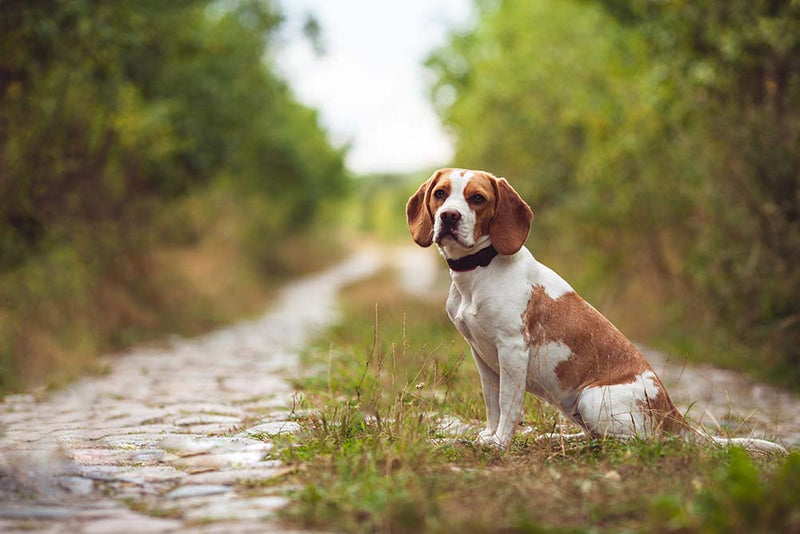Why are Herbal Medicines for Pets Relevant?